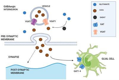 GABAergic System Dysfunction and Challenges in Schizophrenia Research